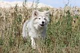 CHIEN FINNOIS DE LAPONIE 214